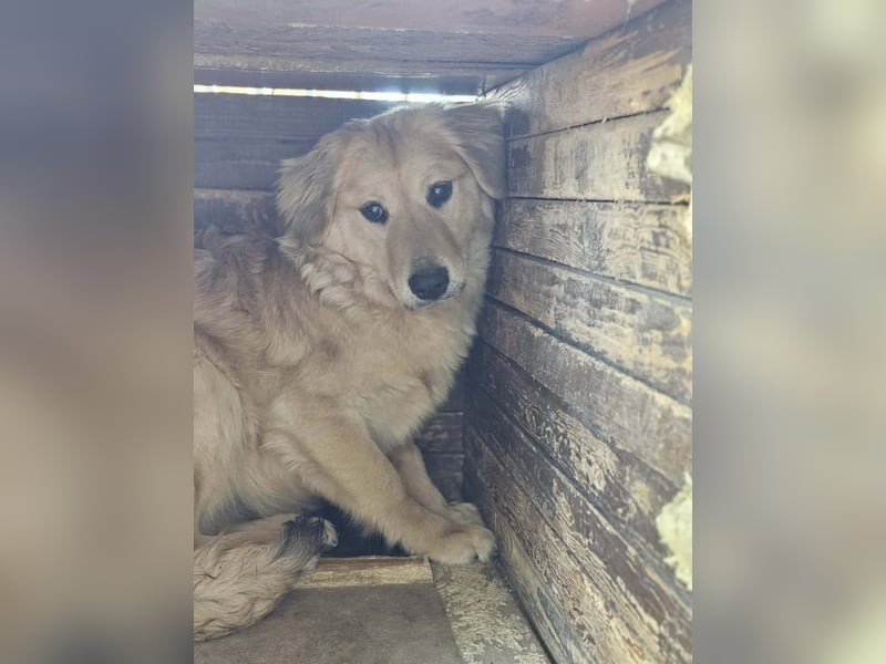 Bonita, geboren 25.08.2025, 44cm sucht tierliebe Menschen