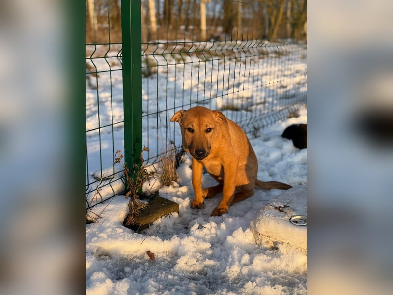 Tequila, geboren 25.08.2025, 45cm sucht Ihr Zuhause