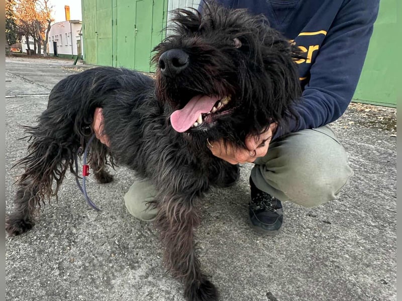 Emi, geboren 19.09.2018, 45cm sucht ihre Familie