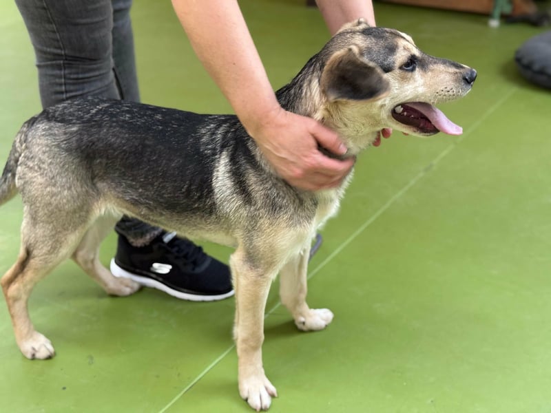 Vitez, geboren 01.09.2025, 44cm sucht sein Glück
