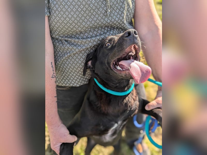 Thyson, geb. 04.2024, 50cm, sucht sein für-immer-Körbchen