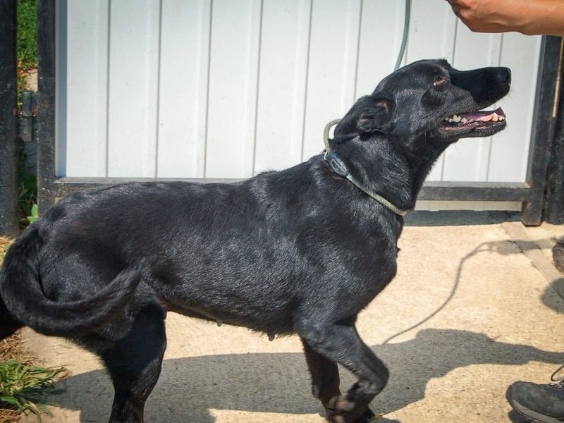 Aliz, geb. 2020, 52 cm, möchte ihre Familie kennenlernen