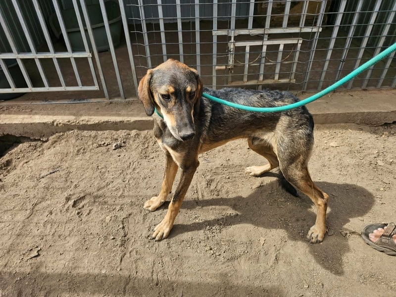 Ringo, geboren 07.01.2026, 52cm sucht sein Zuhause