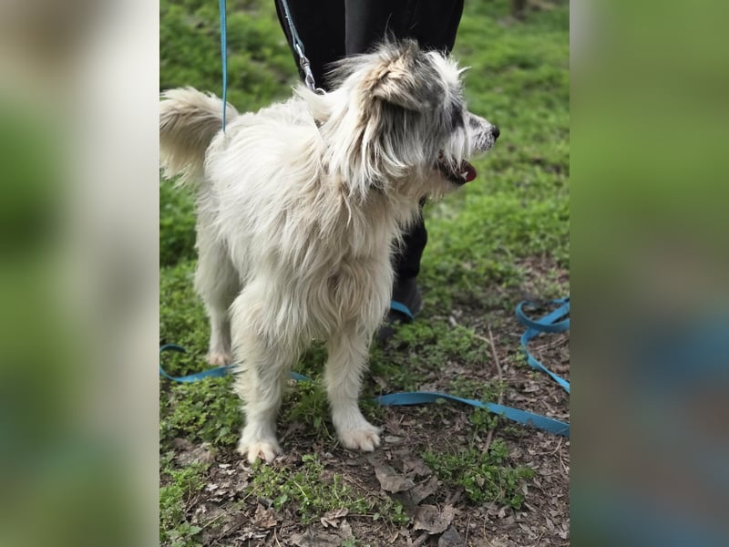 Panda, geboren 01.08.2024, 48cm sucht ihr Für-immer-Zuhause