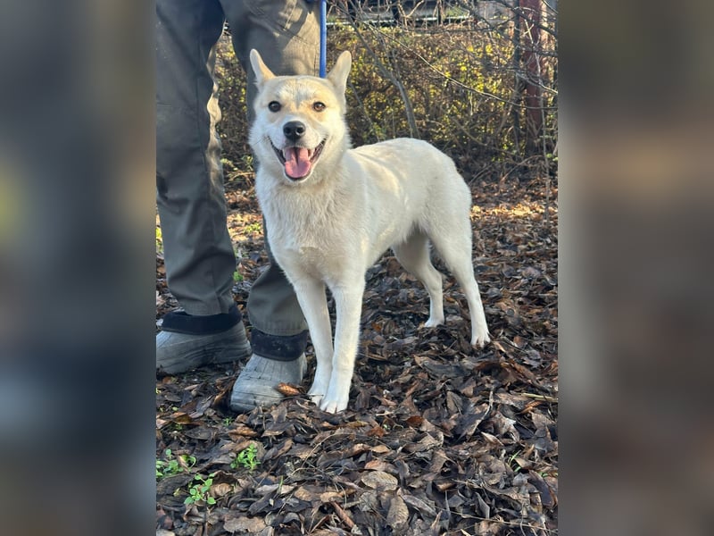 Wendy, geboren 20.11.2024, 45cm sucht ihre Menschen