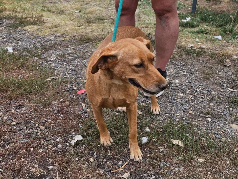 Kanya, geboren 01.01.2024, 49cm sucht ihr Zuhause