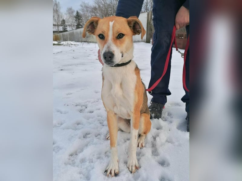 Reyla, geboren 01.05.2025, 49cm sucht ihre Menschen