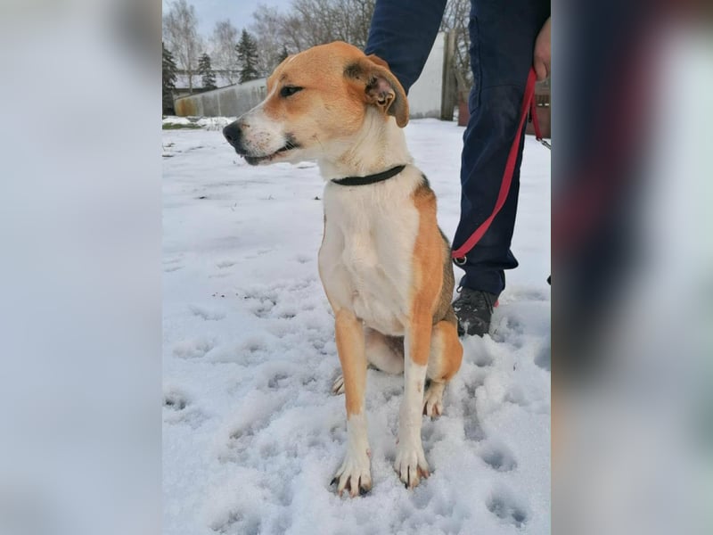 Reyla, geboren 01.05.2025, 49cm sucht ihre Menschen