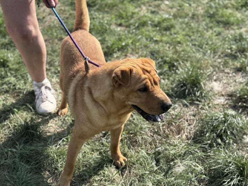 Cain, geboren 2018, 44cm sucht ein liebevolles Zuhause