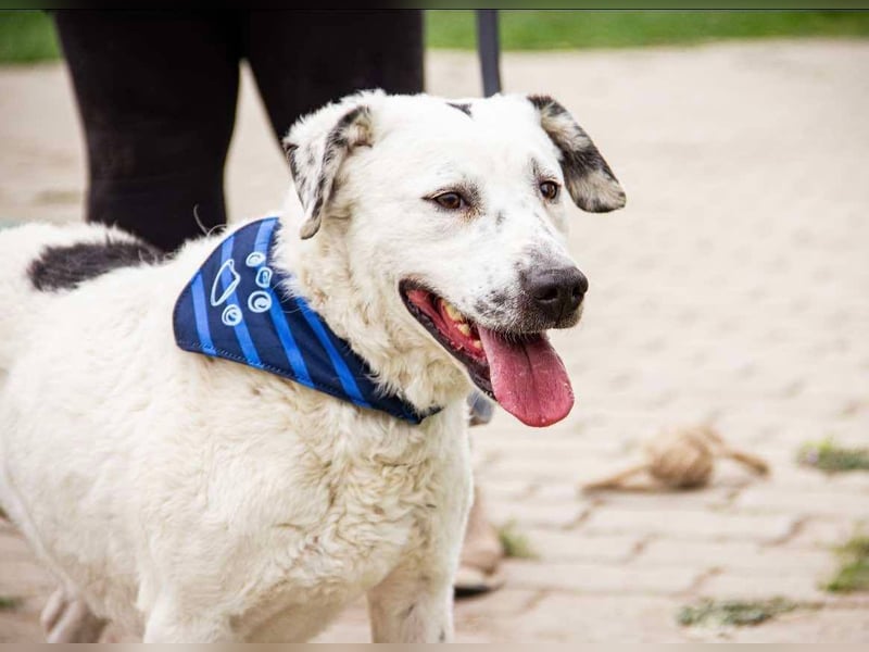 Dallas, geboren 11.10.2018, 50cm sucht sein Zuhause