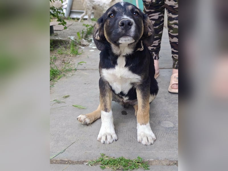 Borisz, geboren 28.12.2025, 42cm sucht sein Körbchen