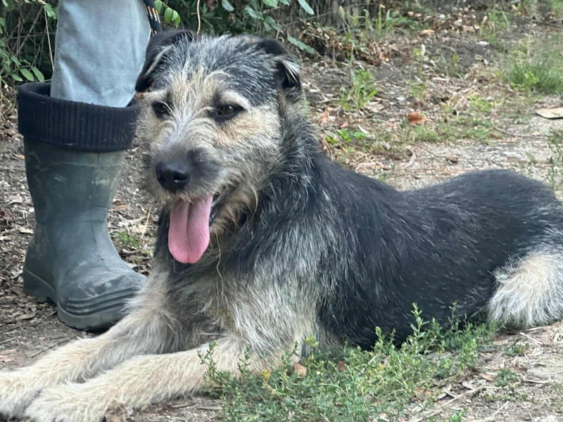 Ralf, geboren 01.08.2024, 49cm sucht sein für immer Zuhause