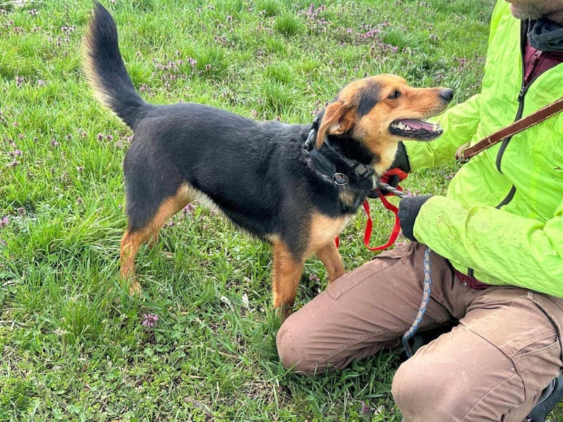 Gombi, geboren 01.08.2021, 50cm sucht seine Leute