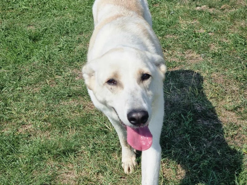 Mirko, geb. 15.10.2021, 49 cm, sucht seine Menschen