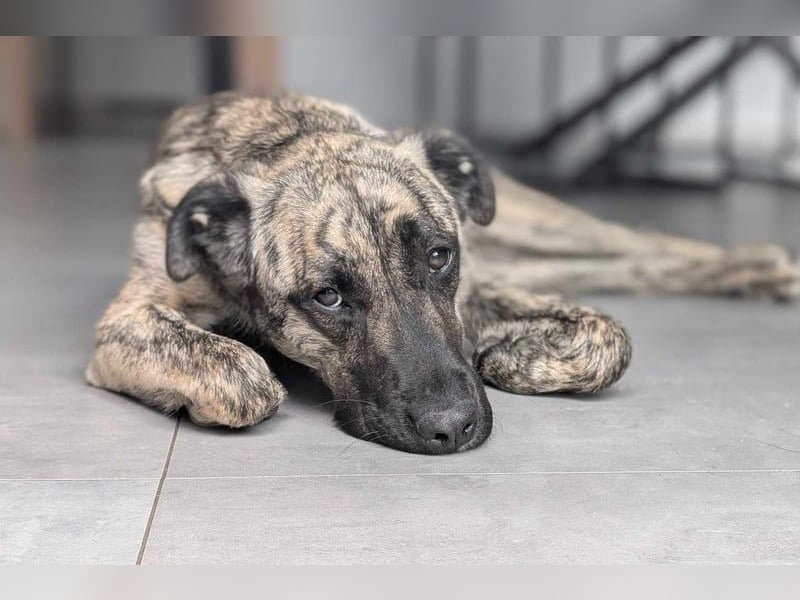 Sirius, geb. 15.11.2023, 50 cm wartet auf seine Chance