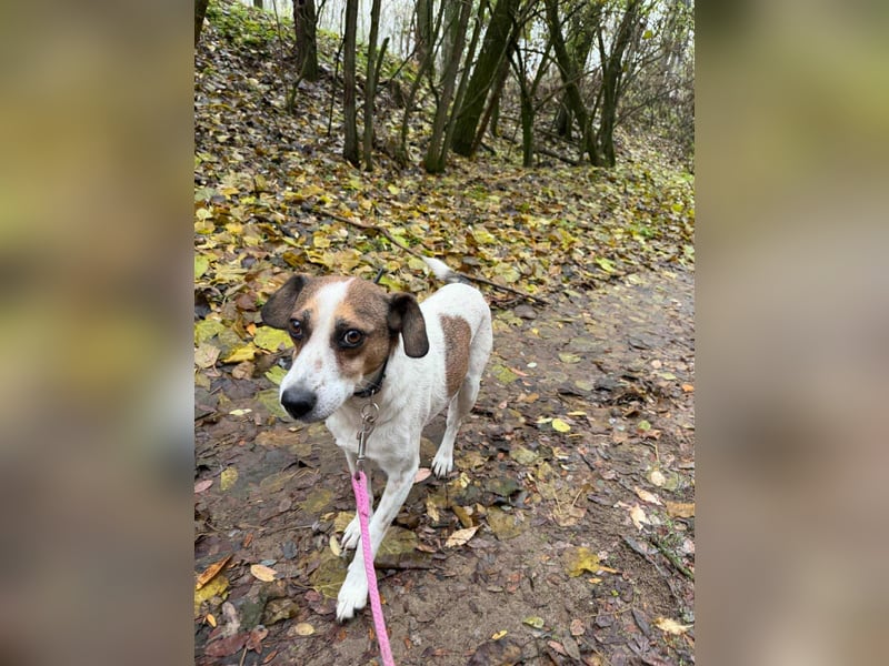 Csiri, 4 Jahre, 45cm sucht ihr Körbchen