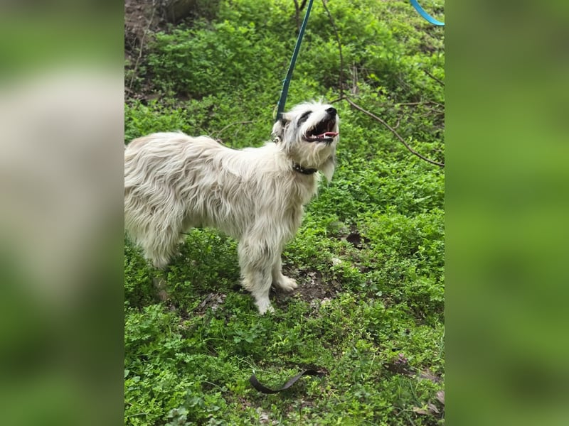 Panda, geb. 08.2024, 48cm, sucht ihre Menschen fürs Leben