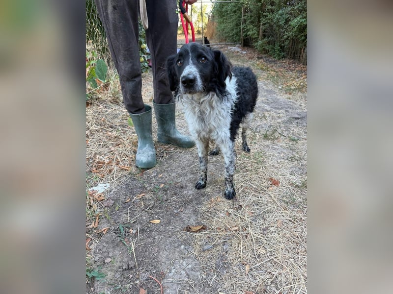 Oreo, geboren 05.03.2025, 47cm sucht seine Familie