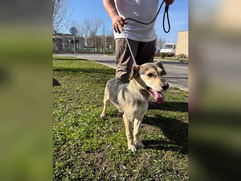 Vitez, geboren 01.09.2025, 44cm sucht sein Glück