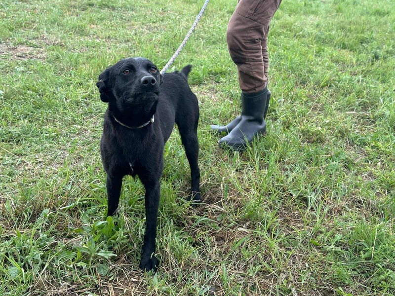 Zafir, geboren 15.11.2022, 51cm sucht Zuhause fürs Leben