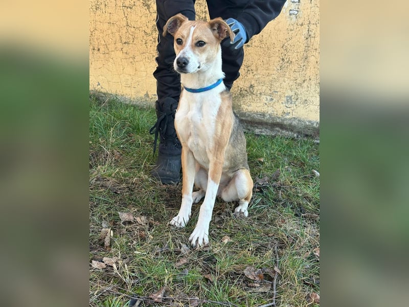 Reyla, geboren 01.05.2025, 49cm sucht ihre Menschen