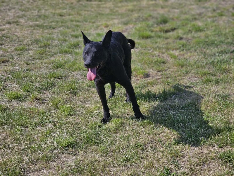 Dennis, geb. 06.2023, 53cm, sucht sein Glück