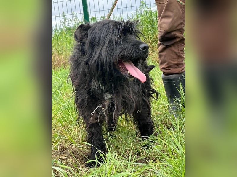 Rambo, geb. 01.03.2023, 42 cm,  sucht seine Herzensmenschen