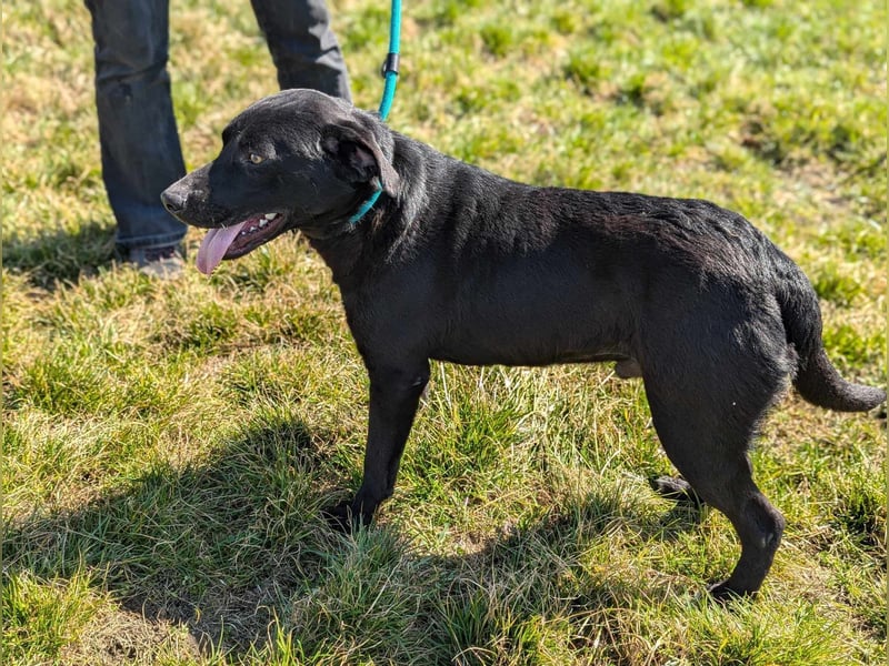 Thyson, geb. 04.2024, 50cm, sucht sein für-immer-Körbchen