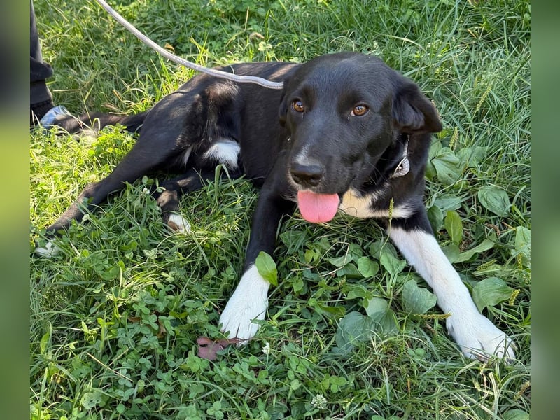 Teo, geboren 26.02.2026, 47cm sucht sein Zuhause