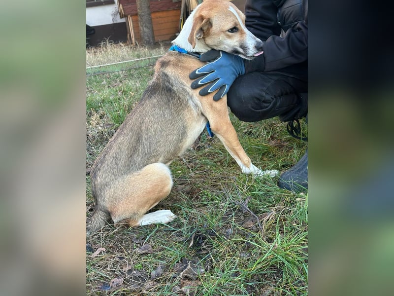 Reyla, geboren 01.05.2025, 49cm sucht ihre Menschen