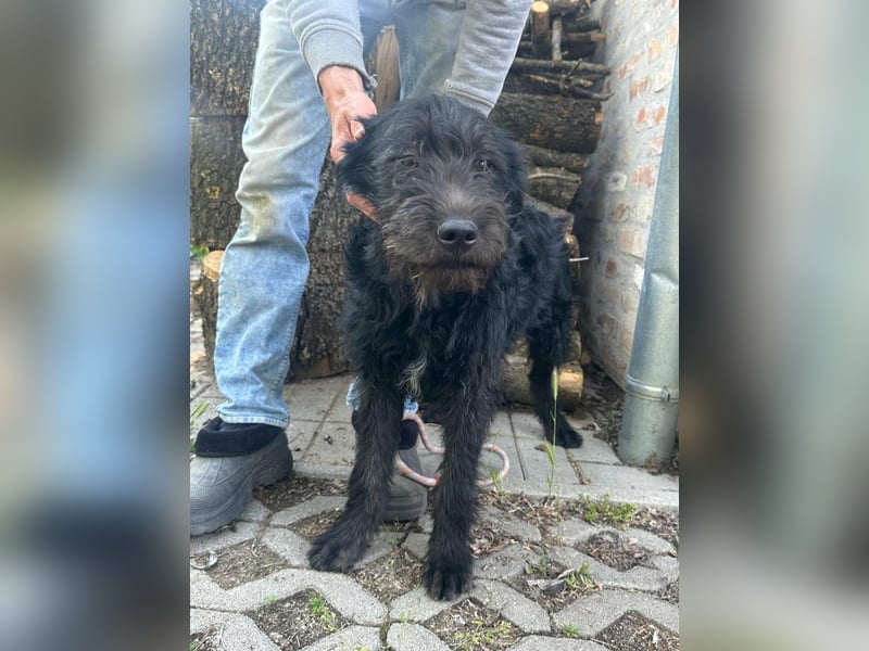 Tommy, geb. 12.2025, 36cm sucht sein Körbchen