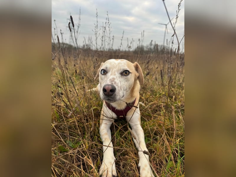 Misa, geboren 04.2024, 45cm sucht neues Zuhause