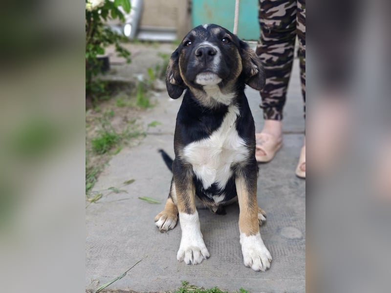 Borisz, geboren 28.12.2025, 42cm sucht sein Körbchen