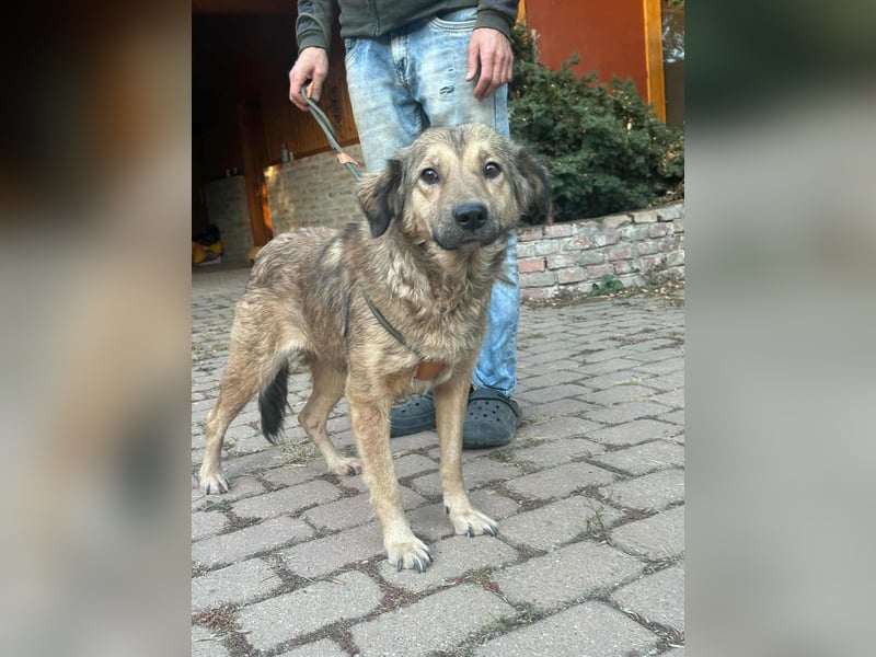 Ada, geb. 09.2022, 52 cm wartet auf ihr Glück