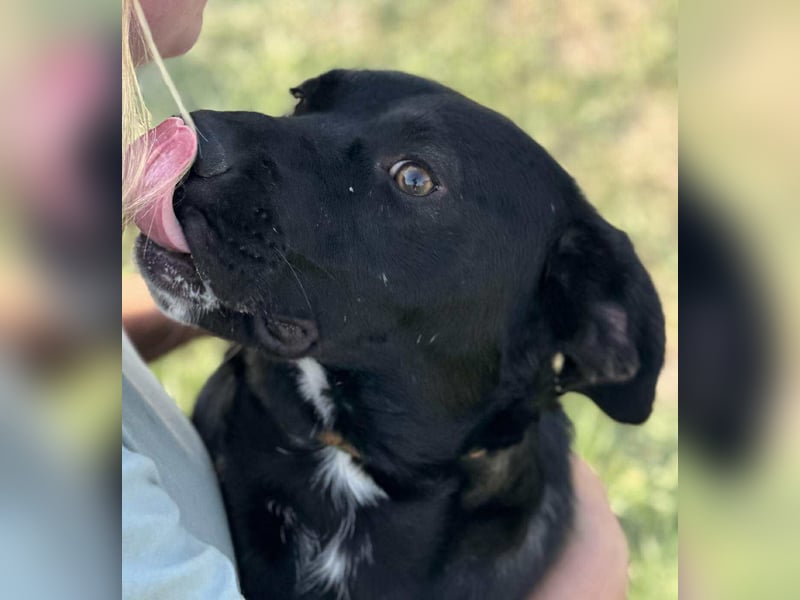 Kobold, geboren 01.09.2023, 52cm sucht sein Zuhause