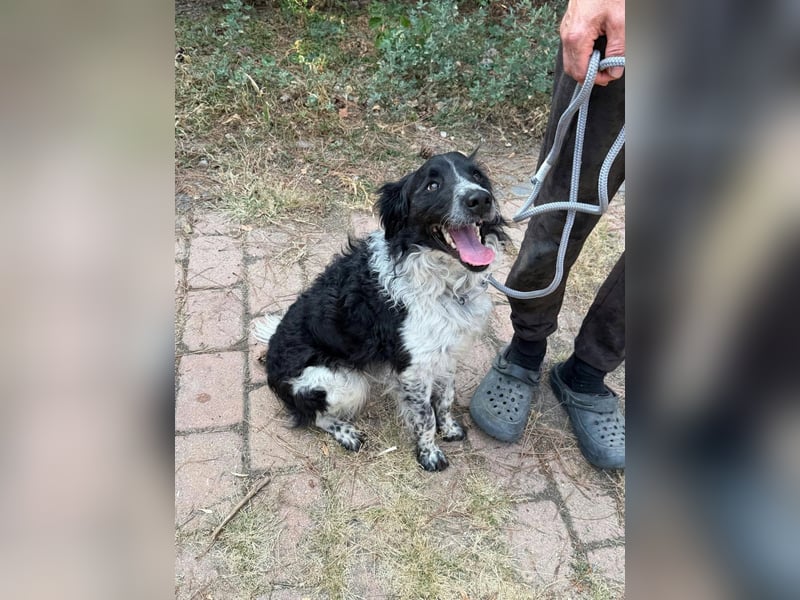 Oreo, geboren 05.03.2025, 47cm sucht seine Familie