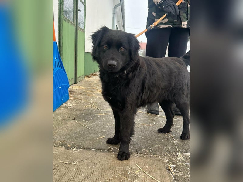 Kamilla, geboren 07.08.2024, 46cm suchtihr Glück