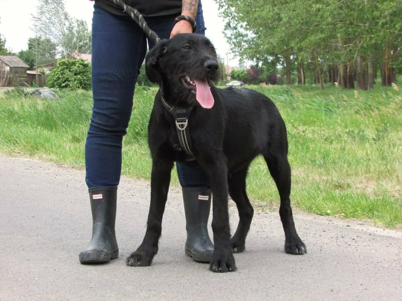 Tara, geboren 01.11.2025, 48cm sucht ihre Chance