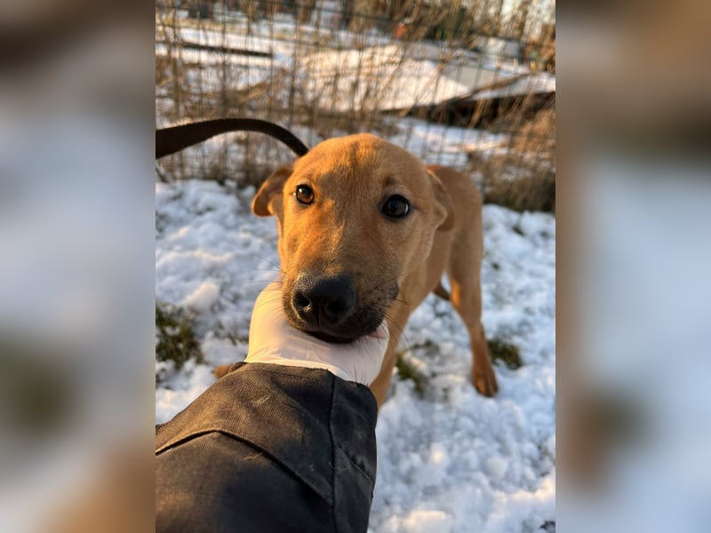 Tequila, geboren 25.08.2025, 45cm sucht Ihr Zuhause