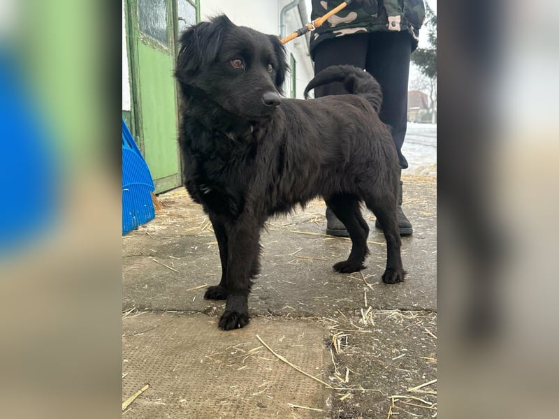 Kamilla, geb. 08.2024, 46cm sucht ihr Glück