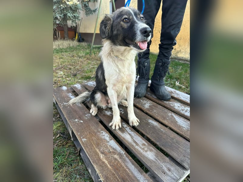 Fanni, geboren 01.11.2024, 49cm sucht ihr Plätzchen