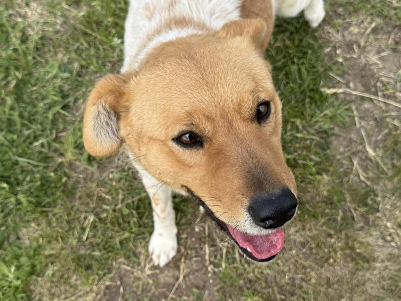 Ginger, geboren 01.01.2022, 44cm sucht ihr Herzenszuhause