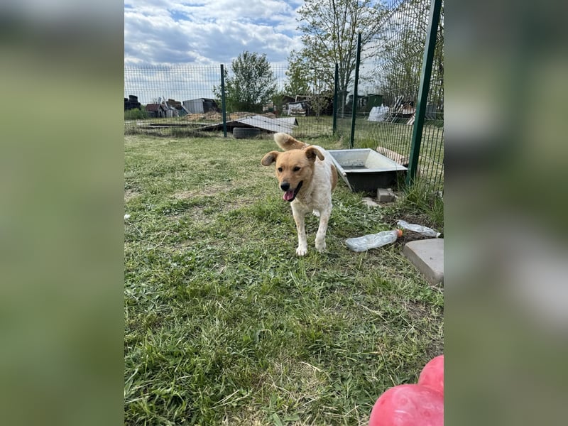 Ginger, geboren 01.01.2022, 44cm sucht ihr Herzenszuhause