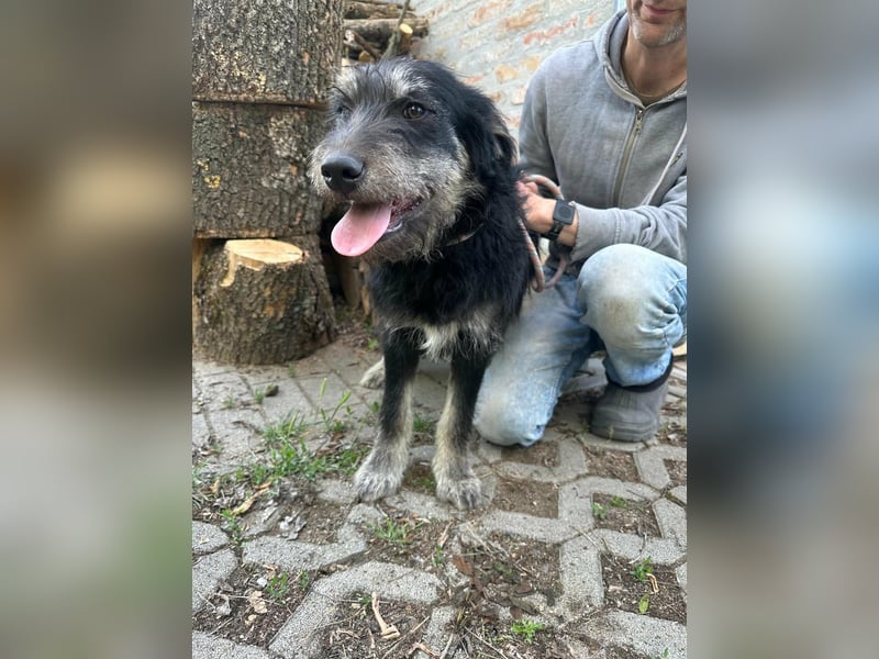 Timon, geb. 12.2025, 35cm sucht seine Abenteurer
