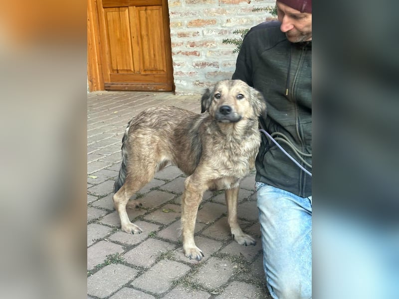 Ada, geboren 01.09.2022, 52cm sucht ihre Menschen