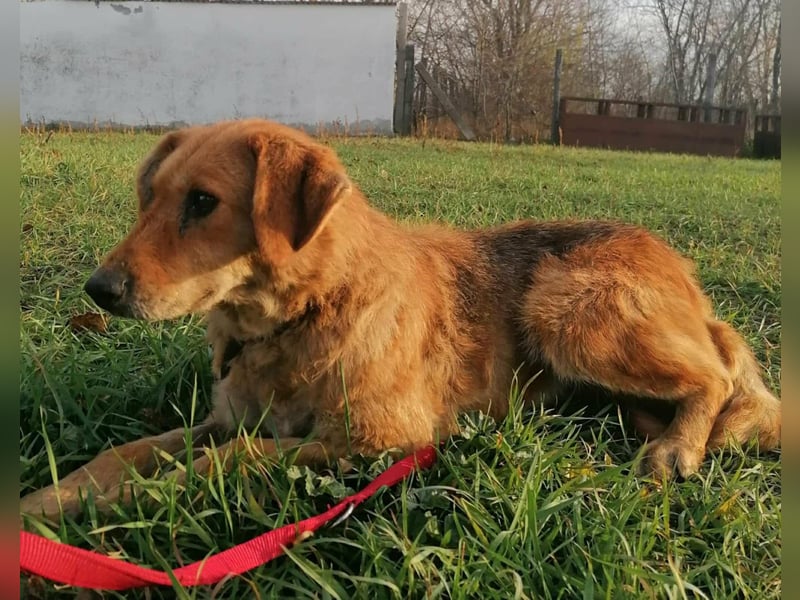 Sophie, geboren 26.06.2022, 48cm sucht ihre Menschen