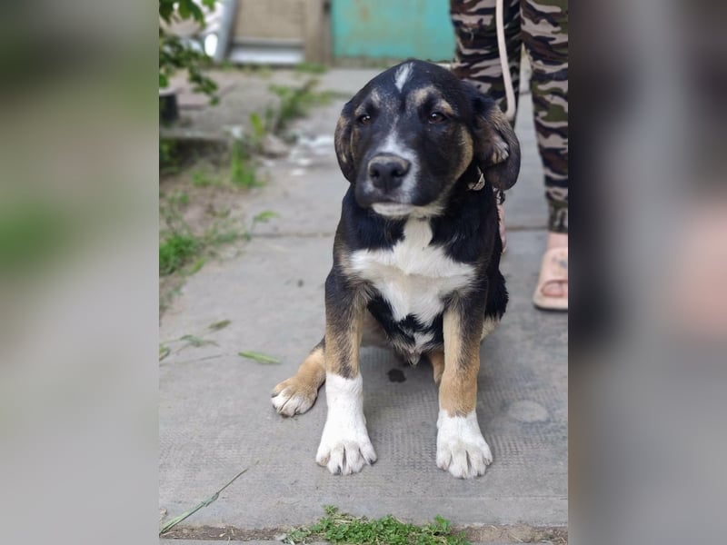 Borisz, geboren 28.12.2025, 42cm sucht sein Körbchen