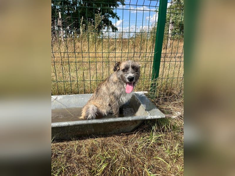 Freddy, geboren 01.09.2024, 54cm sucht sein seine Menschen