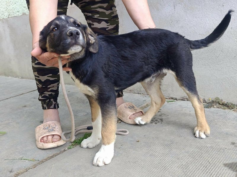 Borisz, geboren 28.12.2025, 42cm sucht sein Körbchen