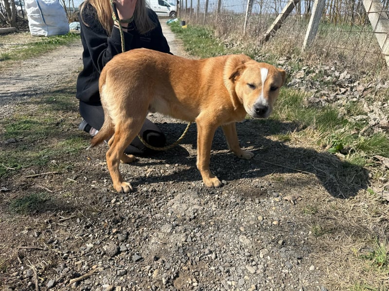 Bambusz, geboren 25.09.2025, 48cm sucht ihr Zuhause